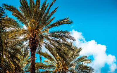 How the Palm Tree Model Helps Leaders Grow and Flourish